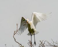 Löffler mit Nistmaterial