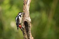 Woodpecker