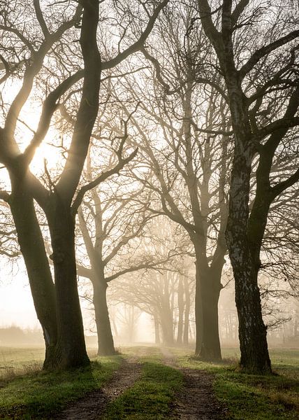 Nebliger Morgen von Jeroen Linnenkamp