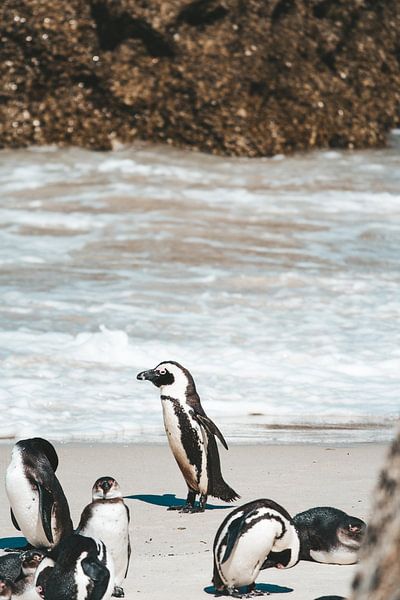 Pinguine am Boulders Beach, Südafrika von Suzanne Spijkers