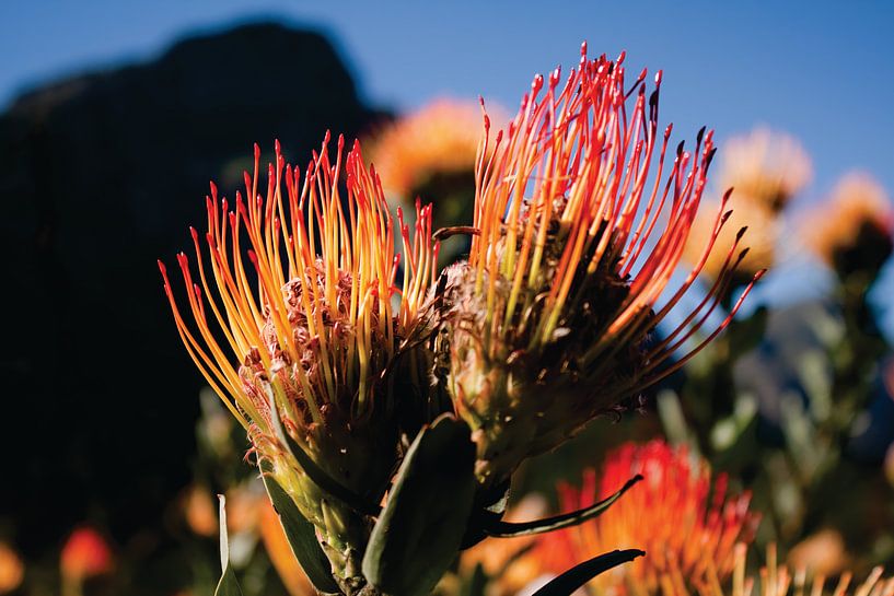 Südafrikanische Blume mit Berg im Hintergrund von Timba Art