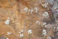 Blossom against a background of earthy colours
