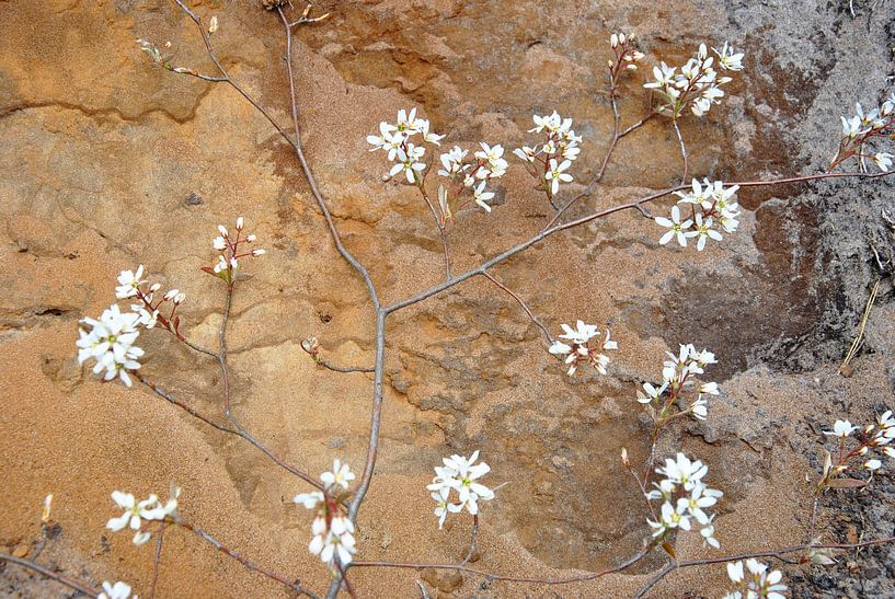 Blossom against a background of earthy colours by M de Vos