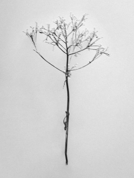 Inmitten der Blumen 21 von Teis Albers