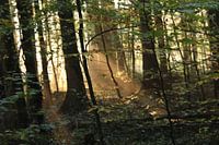 The morning sun through the trees