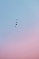 Vögel bei Sonnenaufgang