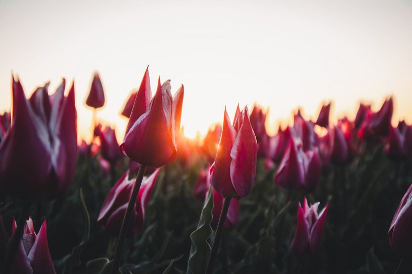 Des tulipes dans le soleil du matin par Tes Kuilboer