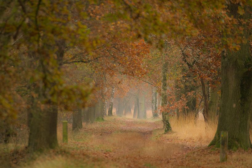 Les dernières couleurs de l'automne par Sabina Meerman