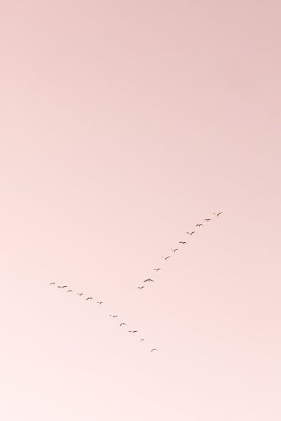 Gänse auf der Straße von Marika Huisman fotografie