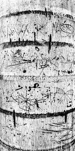 Graphics in nature. 5 van Alie Ekkelenkamp