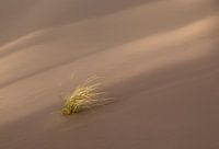Veerkracht in een storm