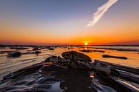 Krab in de ondergaande zon