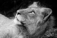 Young lion in black and white