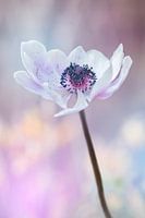 Là où les fleurs fleurissent, l'espoir aussi.