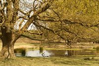 Rest under the tree by the water