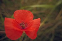 Coquelicot avec un sylvain