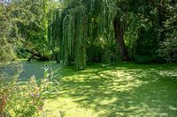 verwunschener Tümpel