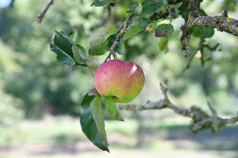Apfel am Baum von Matthias Spartz