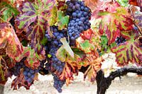 Druiven voor de oogst