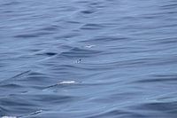 Petit Alk dans le grand océan.