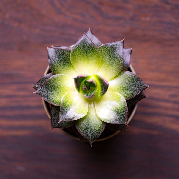 Fleur abstraite par Mika Leinders