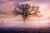 Sunrise with low fog