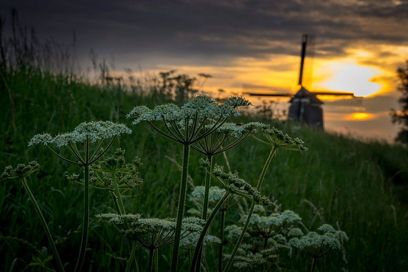 Bereklauw by peterheinspictures