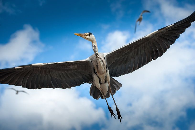 Reiger in vlucht von Dick van Duijn