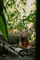 Photographie de voyage "Iguana&quot ; | Cahuita| Costa Rica | Amérique Centrale | Lézard | Jungle | Vert | Photographie | Tirage photo