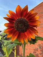 Königin Sonnenblume