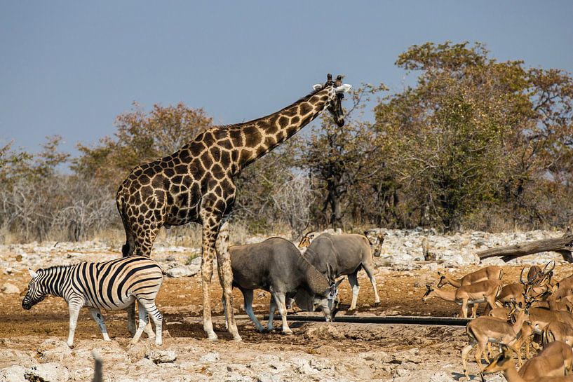 Drinkplaats in Etosha NP par Henri Kok