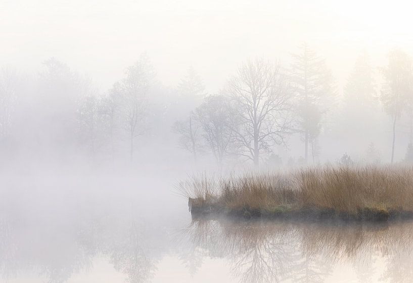 Fog during sunrise Dwingelderveld - Zandveen (Drenthe) Netherlands by Marcel Kerdijk