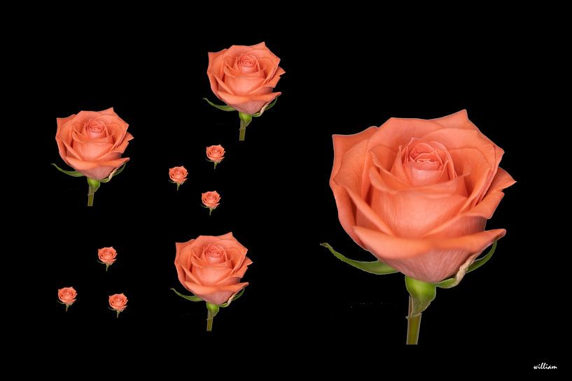 Lachsfarbene Rosen auf schwarzem Hintergrund von whmpictures .com