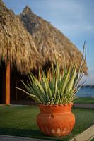 Aloe Vera Plant Curaçao