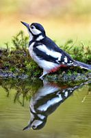 Großer Rattenspecht im Spiegelbild...