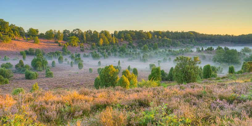 Morgens in der Lüneburger Heide von Michael Valjak