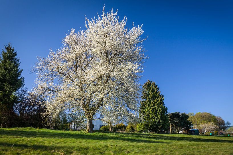 Cerisier en fleurs dans les montagnes du Taunus par Christian Müringer