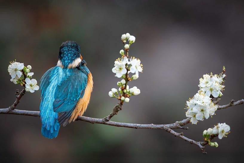 Eisvogel in der Blüte von Walter Roost