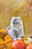 Cute kitten autumn