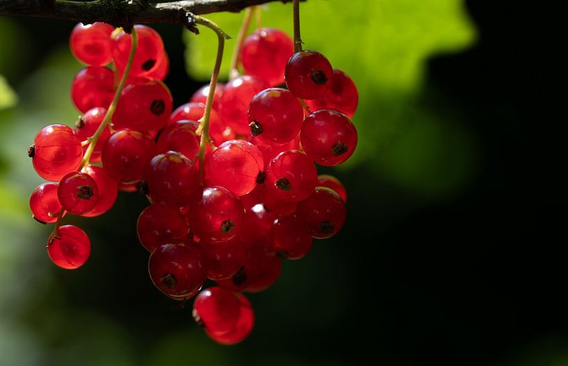 Rode bessen in de zon van Ulrike Leone
