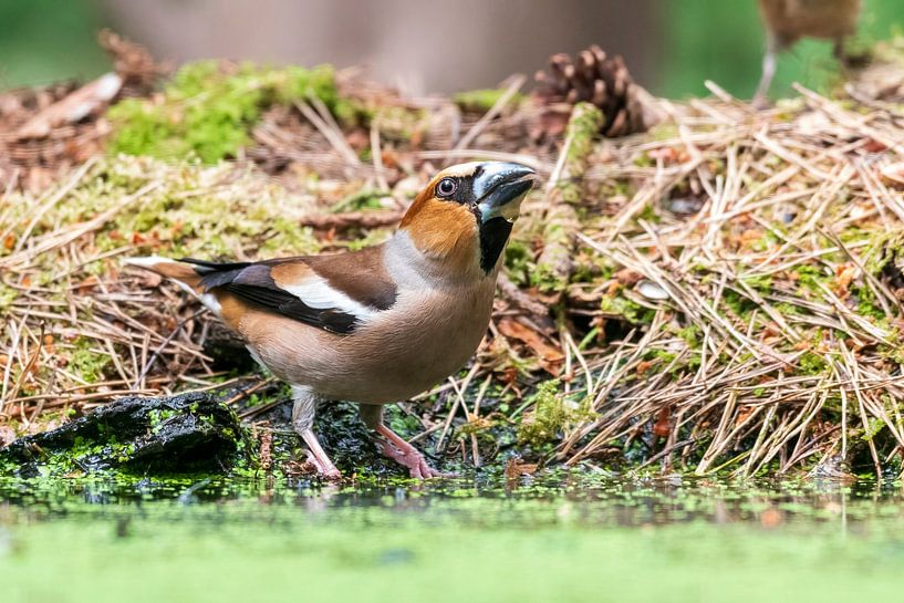Pinson des pommes par Merijn Loch