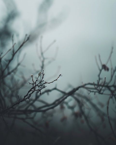 Autumn mist conjures up light by fernlichtsicht