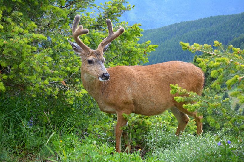 Hirsche im Olympia-Nationalpark von My Footprints