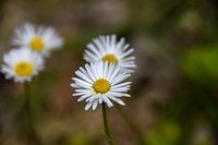 Gänseblümchen mit Pollen auf dem Blatt