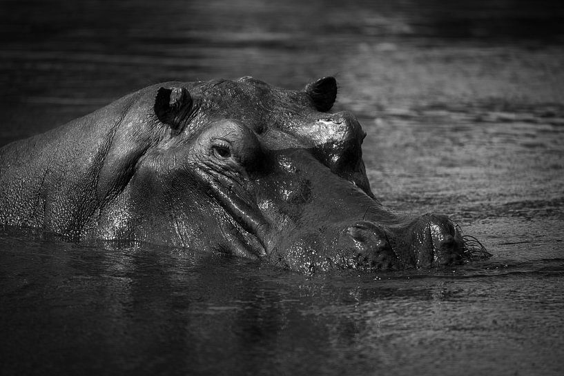 Hippo by Ed Dorrestein