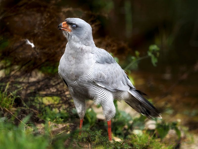 Song hawk by Loek Lobel