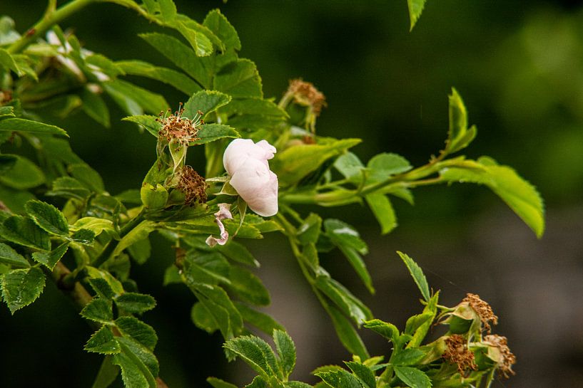 Landschaft Blumen / Blumenwiese von Johnny Flash