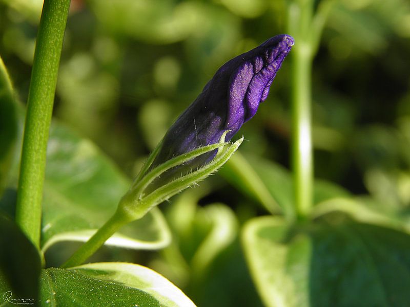 Die kleine lila Knospe von RuxiQue