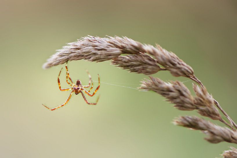 Spinne von Click it Fotografie
