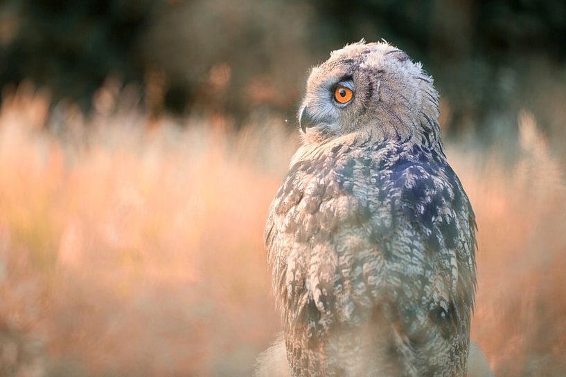 jonge oehoe in avondlicht by Carla Odink